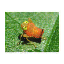 Bugs Postcard
