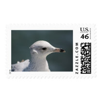 Bugsy Seagull Postage Stamp