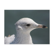 Bugsy Seagull Postcards