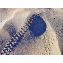 Bugtracks Sand photo sculptures