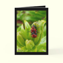 Bugz 2 cards by MoiraAshleigh Bugz 2 cards
