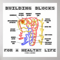 Building Blocks For A Healthy Life Kidney Nephron Poster