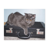 Buisiness kitty Postcards