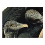 Buitres negros, John James Audubon Tarjeta Postal