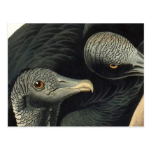 Buitres negros, John James Audubon Tarjeta Postal
