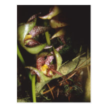 Bulbophyllum baileyi post card