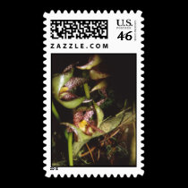 Bulbophyllum baileyi postage