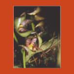 orchid, tropical, rare