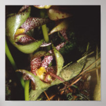 Bulbophyllum baileyi poster