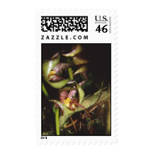 Bulbophyllum baileyi stamp