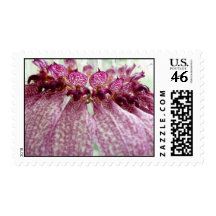 bulbophyllum eberhardtii orchid flower stamp