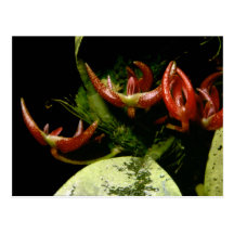 Bulbophyllum patens post card