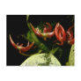 Bulbophyllum patens post card