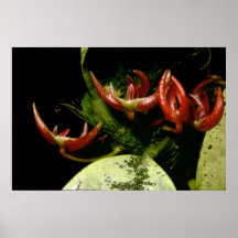 Bulbophyllum patens poster
