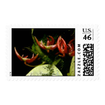 Bulbophyllum patens stamp