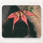 Bulbophyllum rotschildianum mouse pad