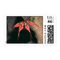 Bulbophyllum rotschildianum postage stamp