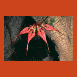 orchid, tropical, popular
