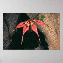 Bulbophyllum rotschildianum print