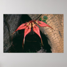 Bulbophyllum rotschildianum print