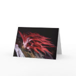 Bulbophytlum spiesii card