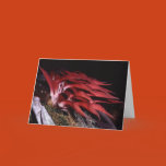 orchid species, orchid photo, collectible