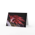 Bulbophytlum spiesii cards