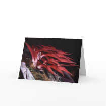 Bulbophytlum spiesii cards