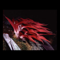 Bulbophytlum spiesii posters
