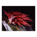 Bulbophytlum spiesii posters