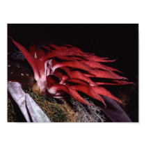 Bulbophytlum spiesii posters by Glaucidium Bulbophytlum spiesii posters
