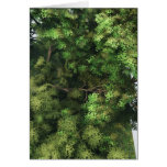 Bulky conifer tree cards by OneArmedGraphics