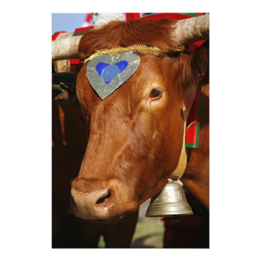 Bull and bell photographic print