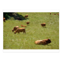 Bull and cows post cards
