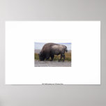 Bull Buffalo Grazing near Yellowstone Lake Print