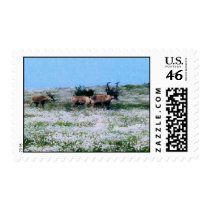 BULL CARIBOU (2) postage