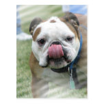 Bull Dog Designs Postcard