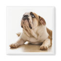 Bull Dog Magnet by CreativeArtist Bull Dog Magnet