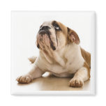 Bull Dog Magnet magnets