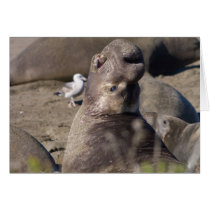 Bull Elephant Seal Cards