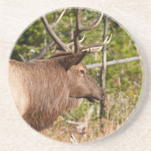 Bull Elk Beverage Coasters