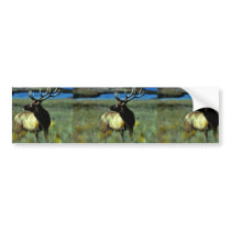 Bull elk bumper sticker