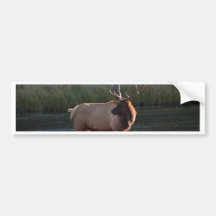 Bull Elk Bumper Sticker
