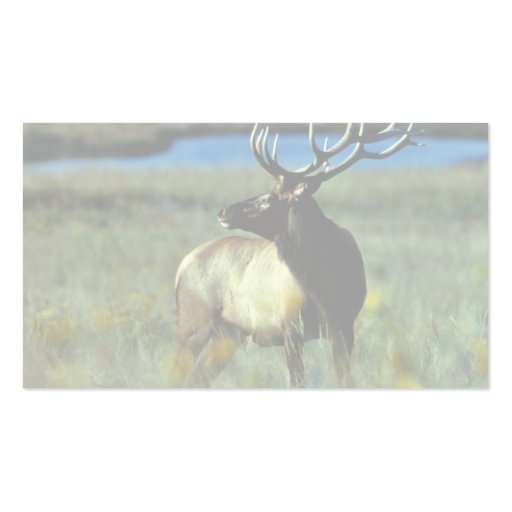 Bull elk business card template (back side)