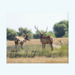 Bull Elk Canvas Print canvas prints