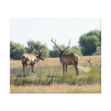 Bull Elk Canvas Print