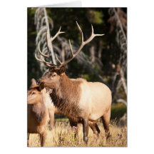 Bull Elk Cards