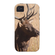 Bull Elk Case-Mate iPhone 4 Cover