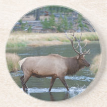 Bull Elk Coasters