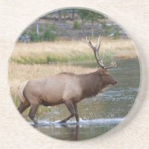 Bull Elk Coasters